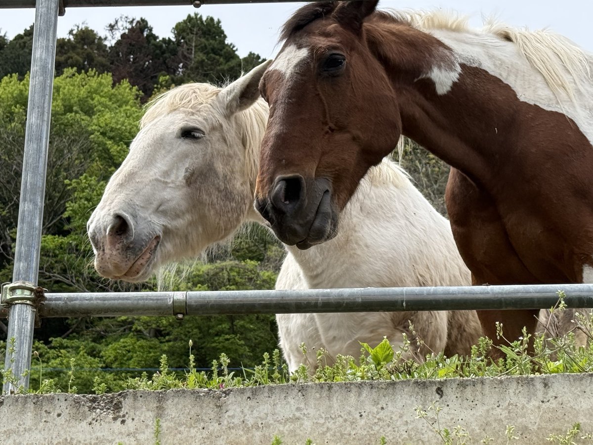 ほうじ茶 tweet media