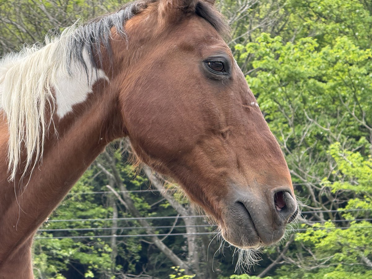 ほうじ茶 tweet media