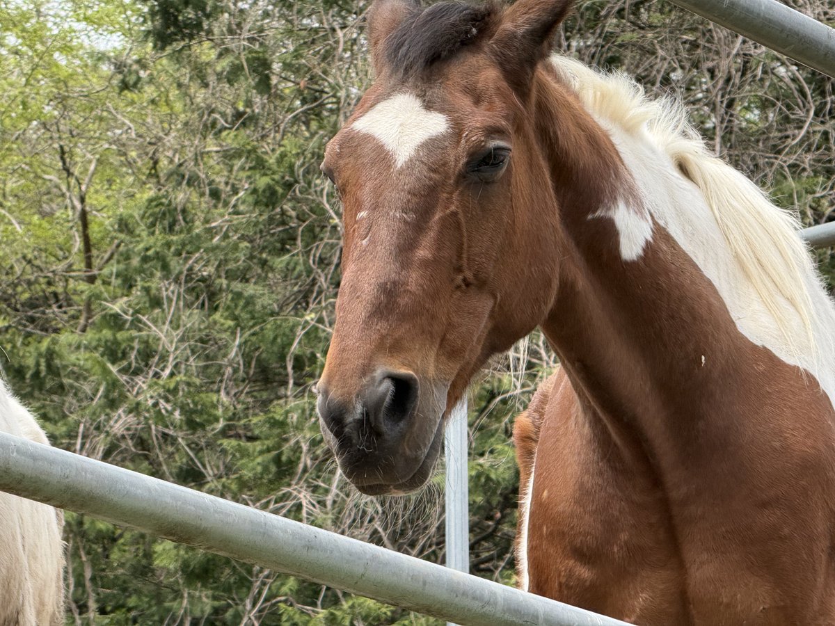 ほうじ茶 tweet media