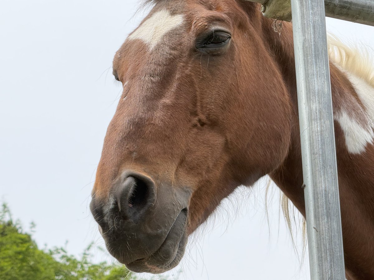 ほうじ茶 tweet media