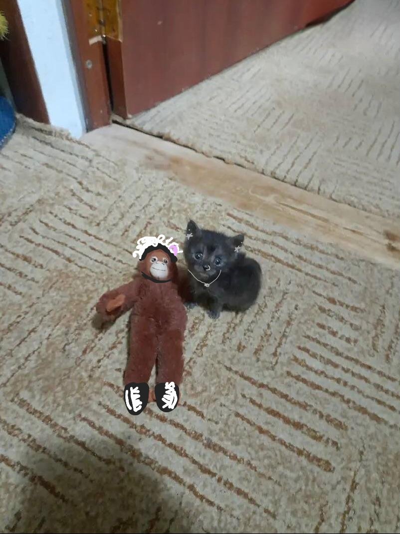 notese la raíz negra y su único mechón morado