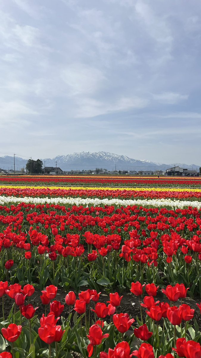 🌷にゅうぜんフラワーロード🌷 tweet media