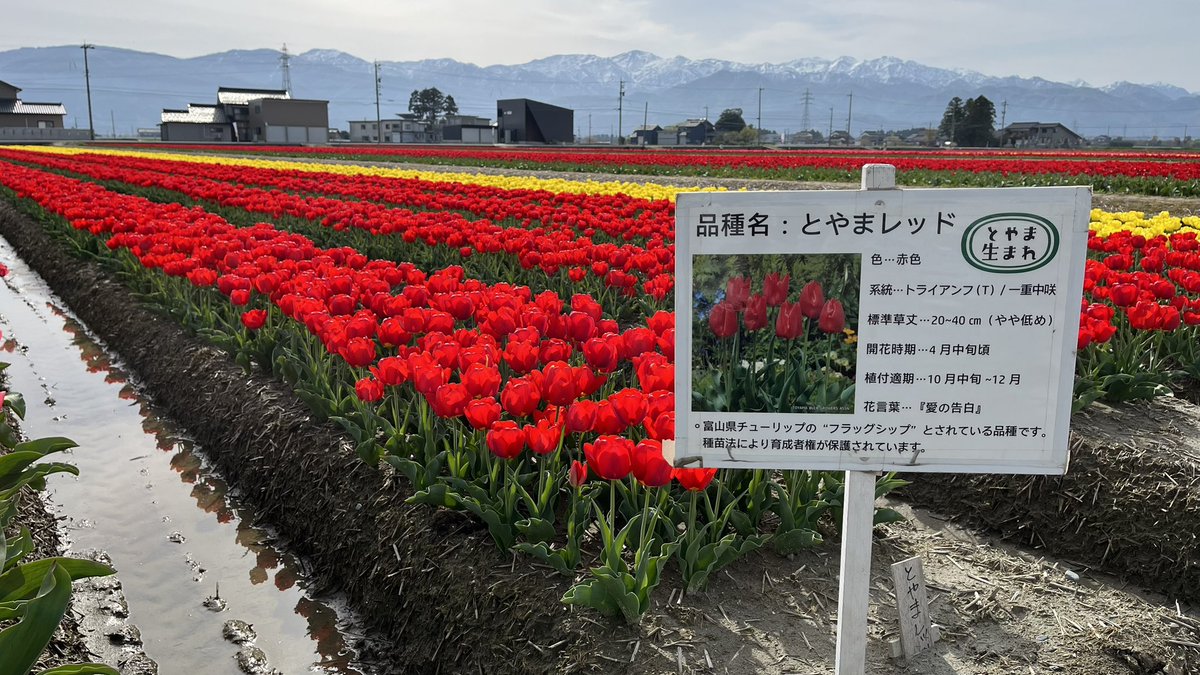 🌷にゅうぜんフラワーロード🌷 tweet media