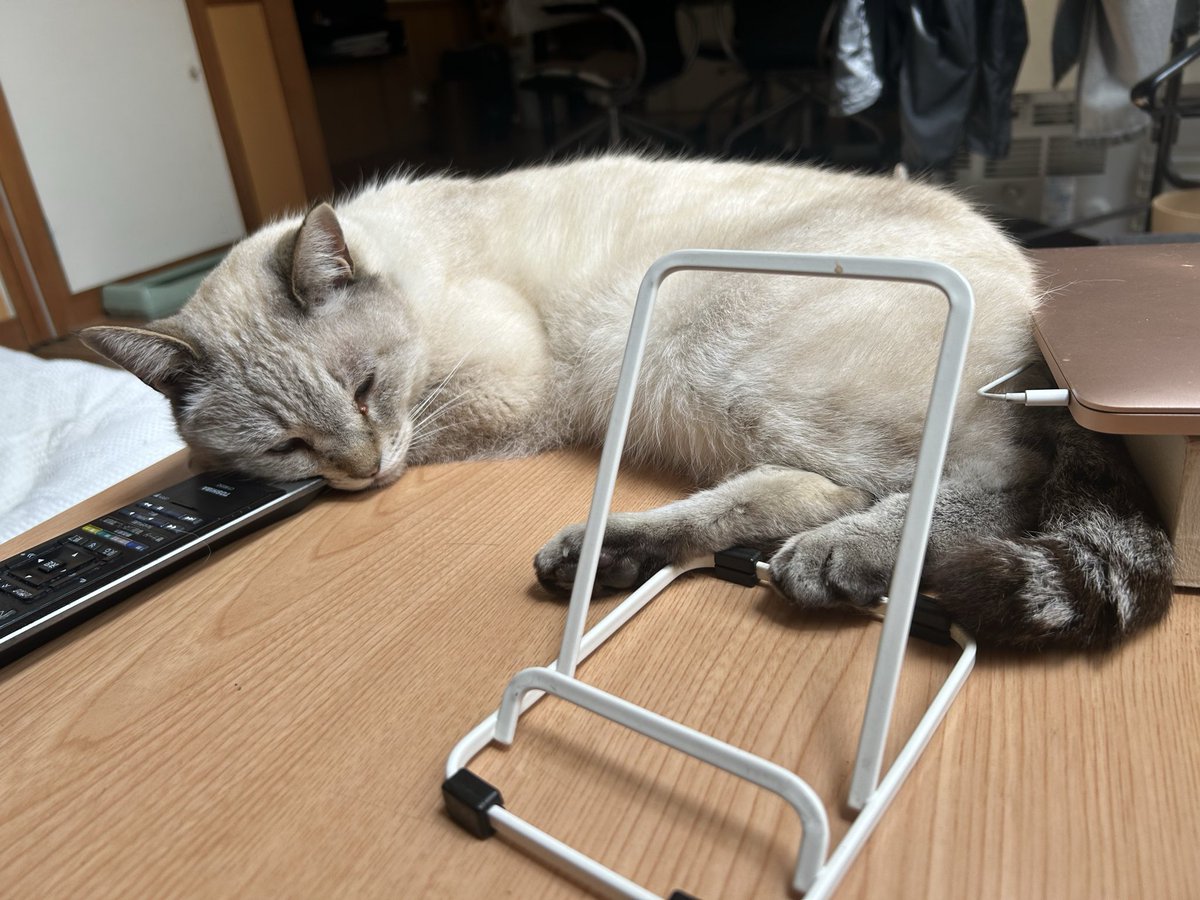 syuucyann333's tweet image. 今日のシュウ寝相
#猫
#猫のいる暮らし
#ccat