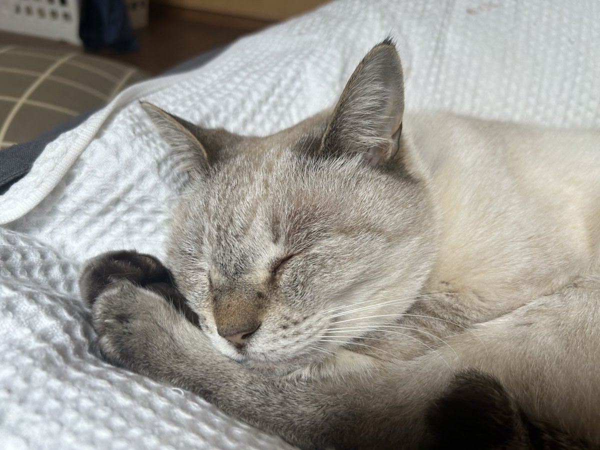 syuucyann333's tweet image. 今日のシュウ寝相
#猫
#猫のいる暮らし
#ccat