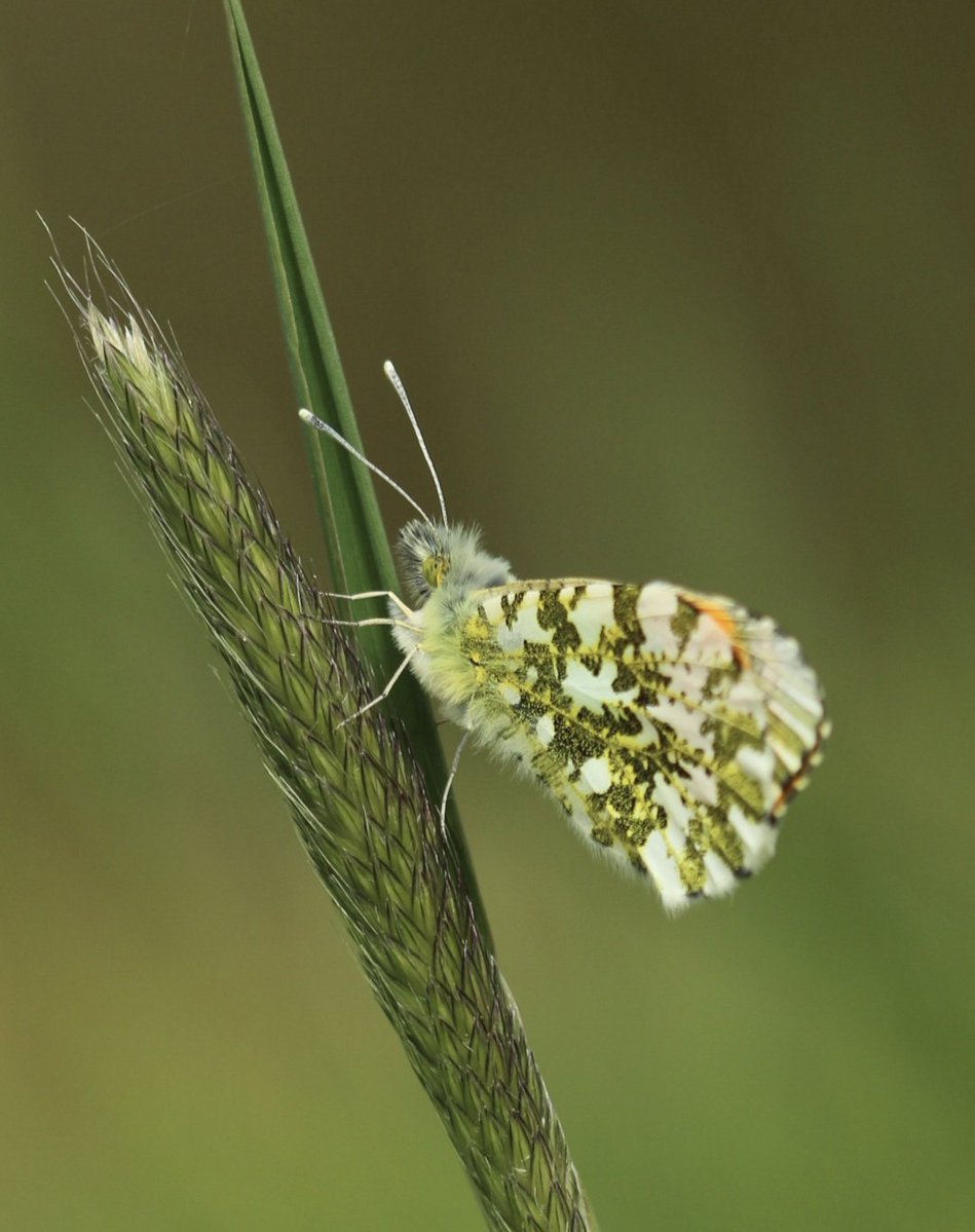 wbos54's tweet image. Goedemorgen allemaal 
Fijne dag geniet ervan 😄
#Camer_A_pril 
@jolandabrwr 
#LessisMore
📸 Oranjetipje #MinderisMeer