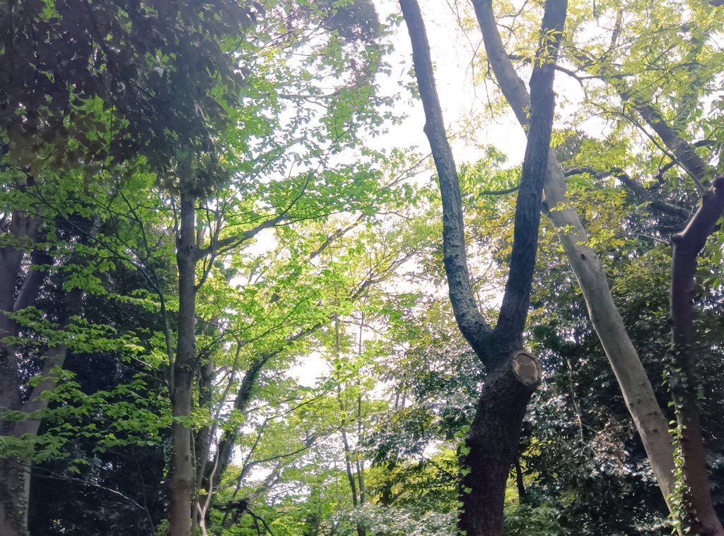 ポメラニアン♥️ tweet media