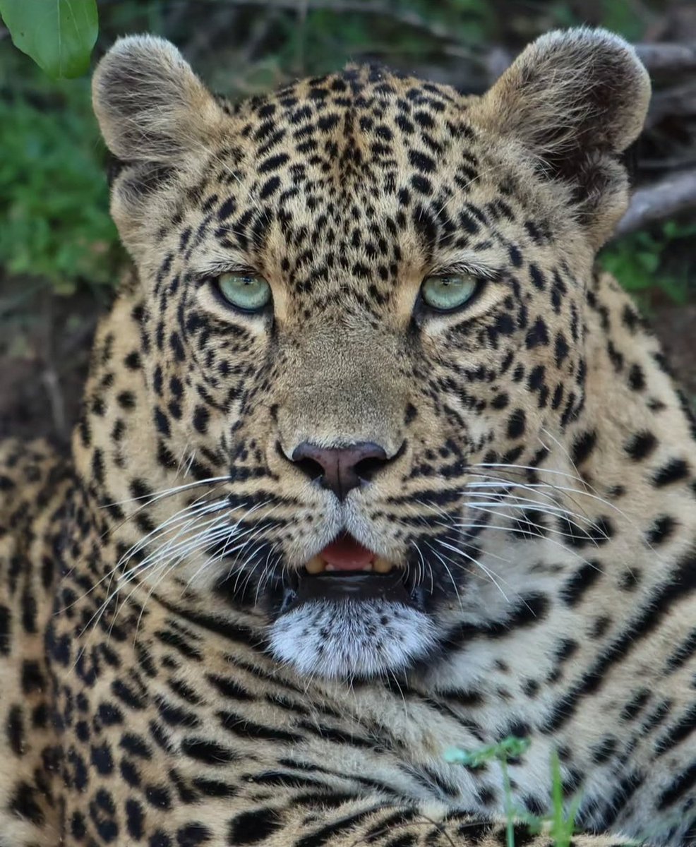susmeds71's tweet image. Stunning capture of Tlalamba 🌟🐾🌟
📷 Deon Wessels - IG story yesterday 
#Tlalamba 
#loveleopards 
#wildearth
