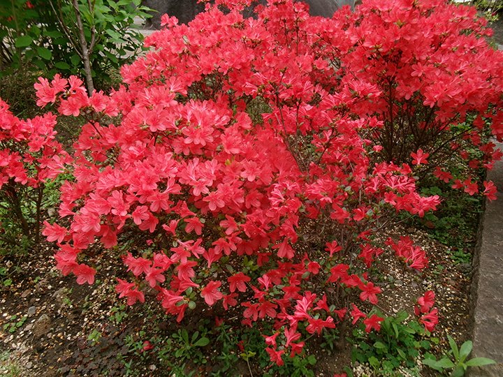 新宿観光振興協会 tweet media