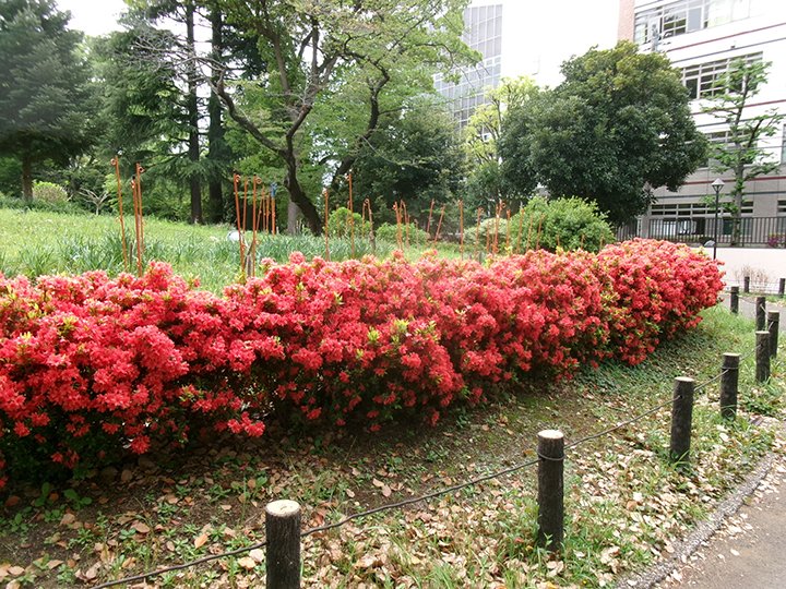 新宿観光振興協会 tweet media