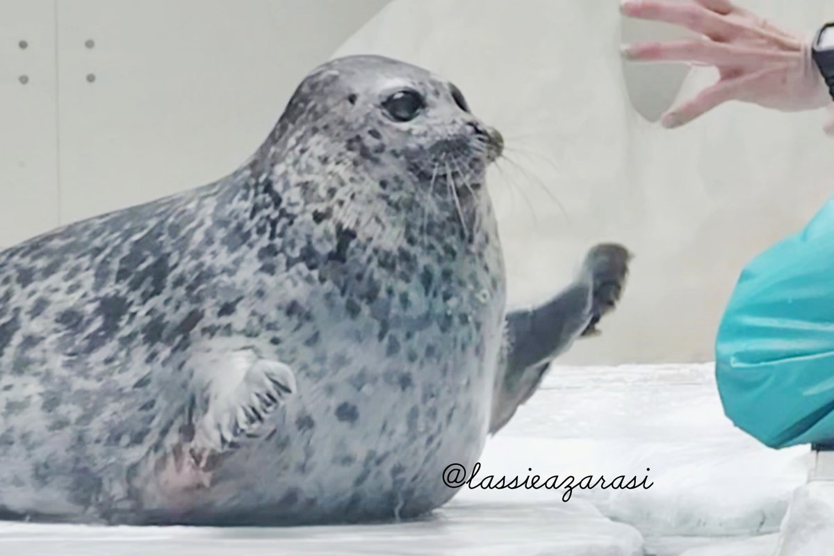 lassie99289125's tweet image. ユキちゃん Yuki
 #海遊館  #アザラシ  #seal