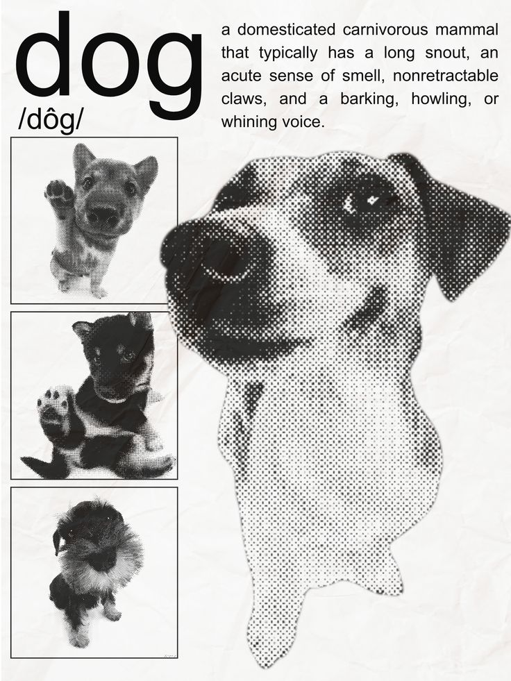 caninepoetry (@caninepoetry_) on Twitter photo 