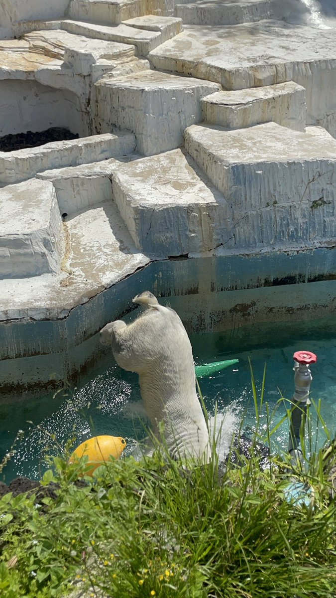 ぼっちゃん！ほーちゃん！
2026.4.17

#天王寺動物園　#ホウちゃん　#ホッキョクグマ　#ポーラベア