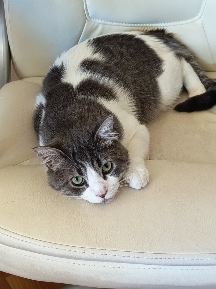 Khaleesi tweet media