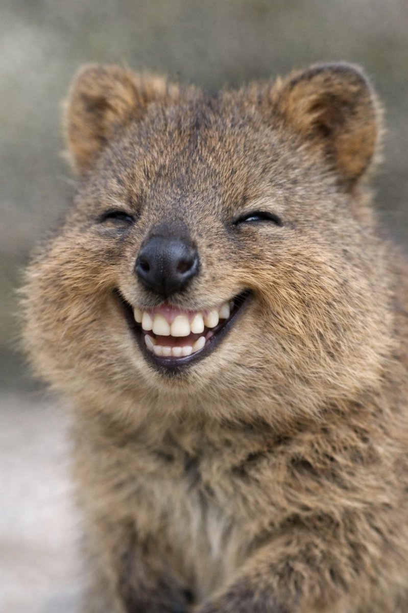 مُعاذ | MOATH tweet media