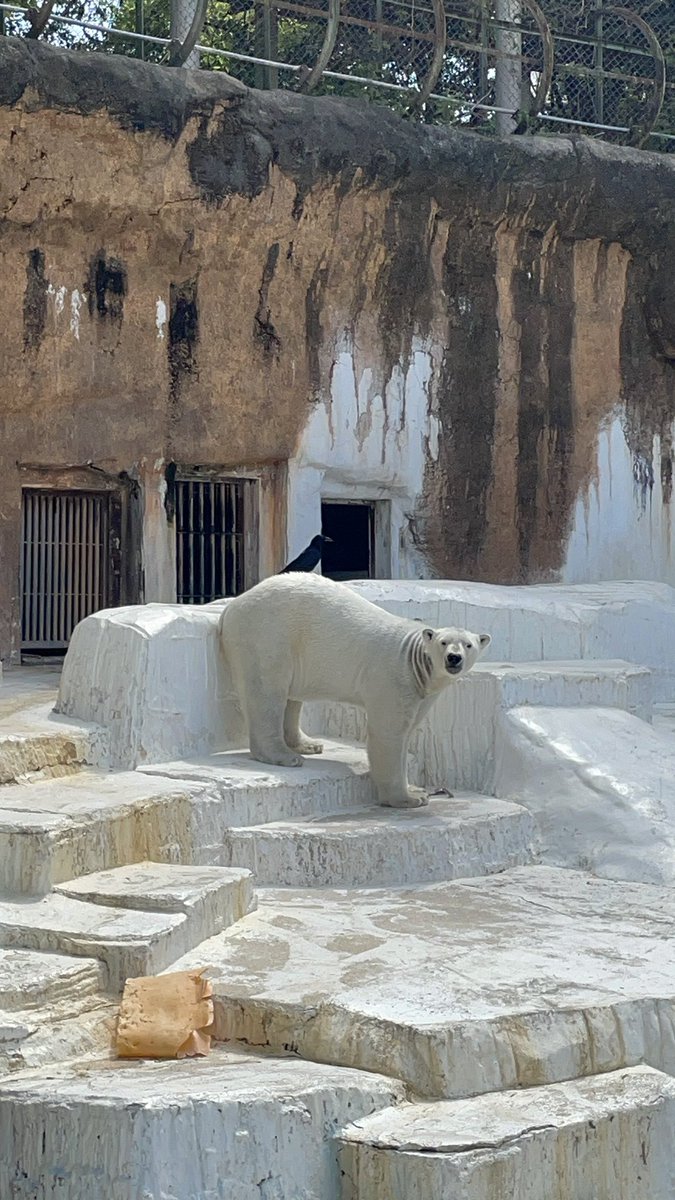 なに？？

2026.4.17

#天王寺動物園　#ホウちゃん　#シロクマ　#ホッキョクグマ