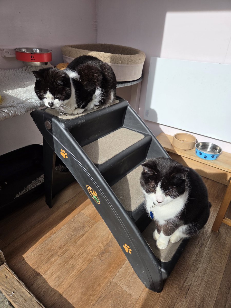 ShropsCatRescue's tweet image. #FridayFunday ~ Bert &amp;amp; Smudge decided that the steps where a good place to sit &amp;amp; see what was going on outside #inthecompanyofcats #villagelife #seniorcats #catrescue