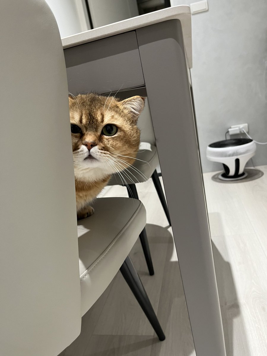 woihaygabe's tweet photo. 久久來修繕一次
還是一樣有可愛的小貓咪跟貼心業主請的餐點 https://t.co/exVHcK4hdy