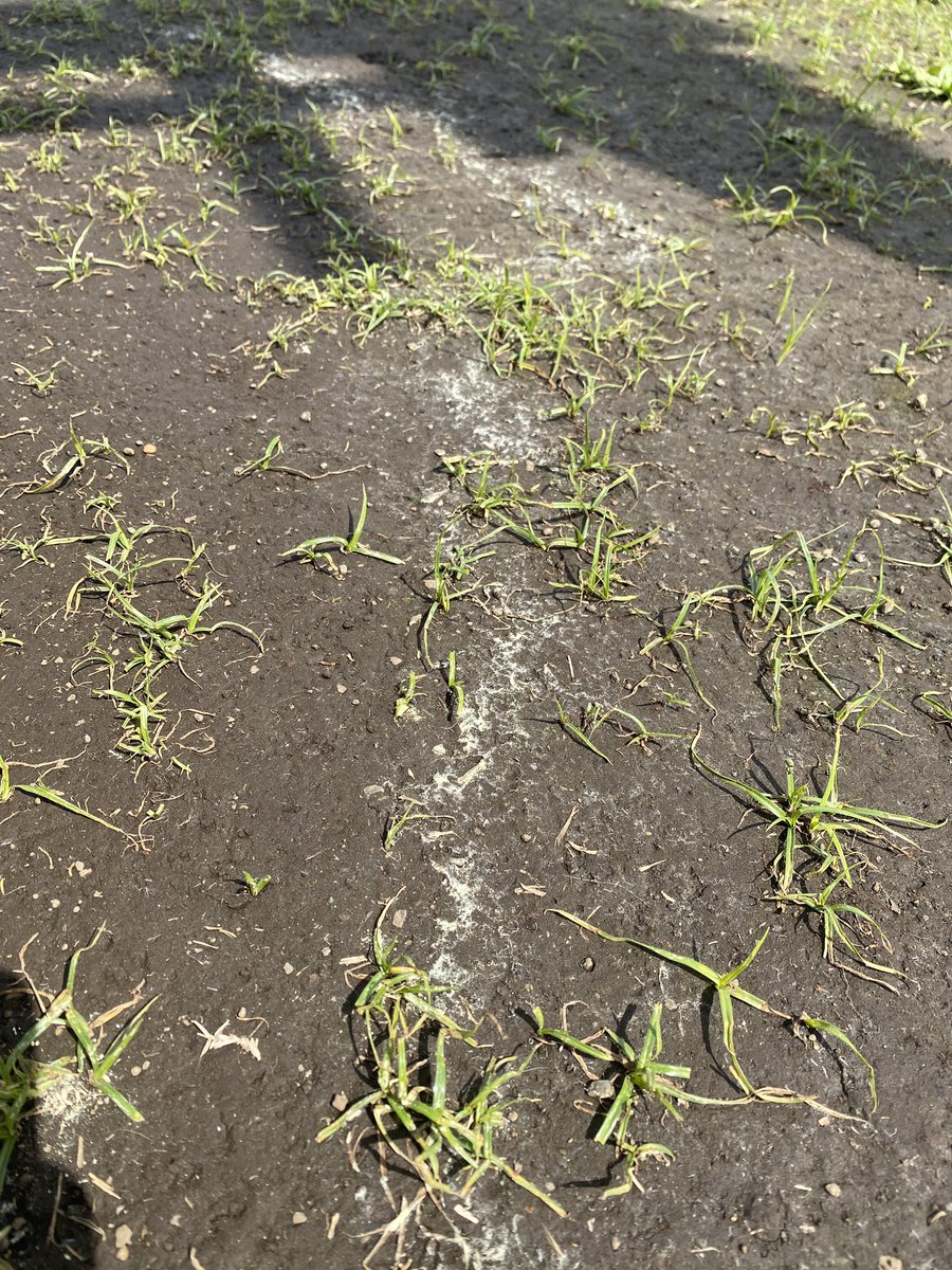 シュタイン@ｴﾎﾞｼﾗｲﾝ tweet media