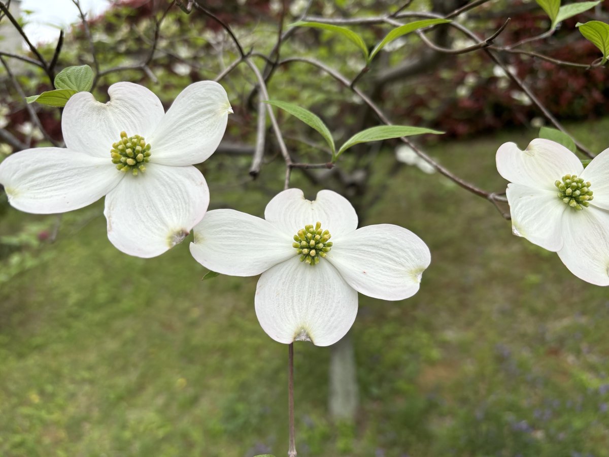 一本杉公園飼育係 tweet media