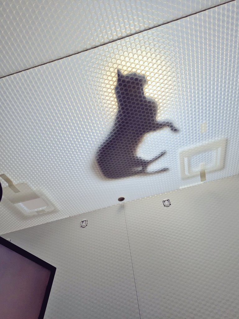 寒天ねこ🐾2D&3DCG tweet media