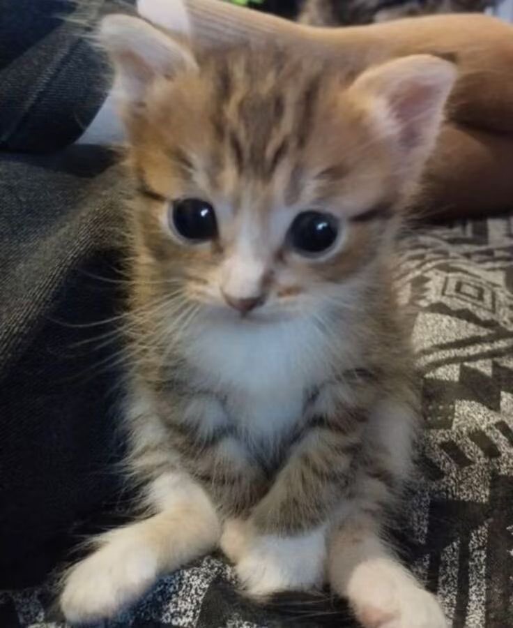 jjkoglvr's tweet photo. jimin is such a polite kitten https://t.co/SIwBAw1Wpu