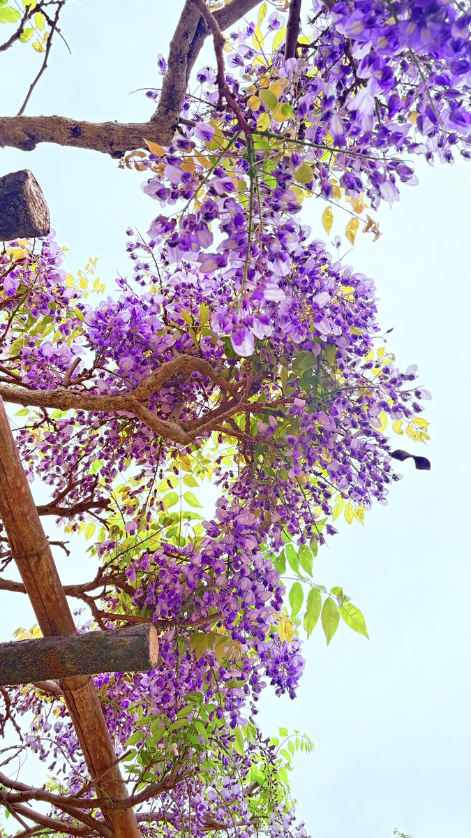 Lily@カサブランカBTC夢の旅🐹✈️ tweet media