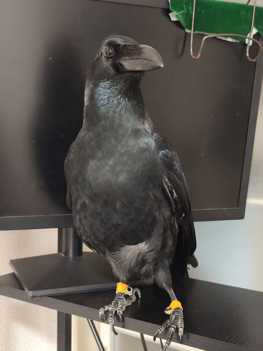 霙色🐝 tweet media