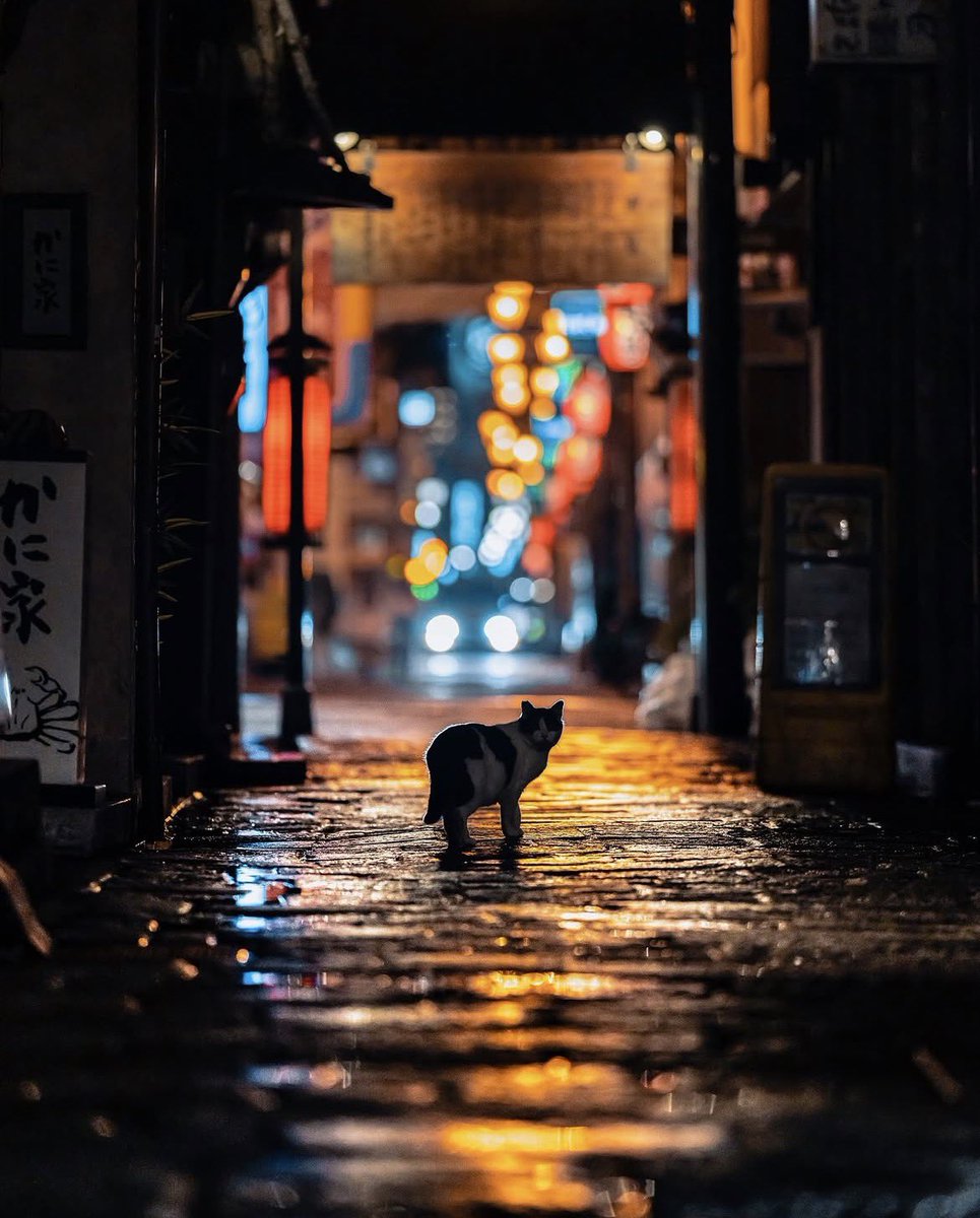 the_gpc_'s tweet photo. Night cat 📸 https://t.co/Q26YeAh3Ck