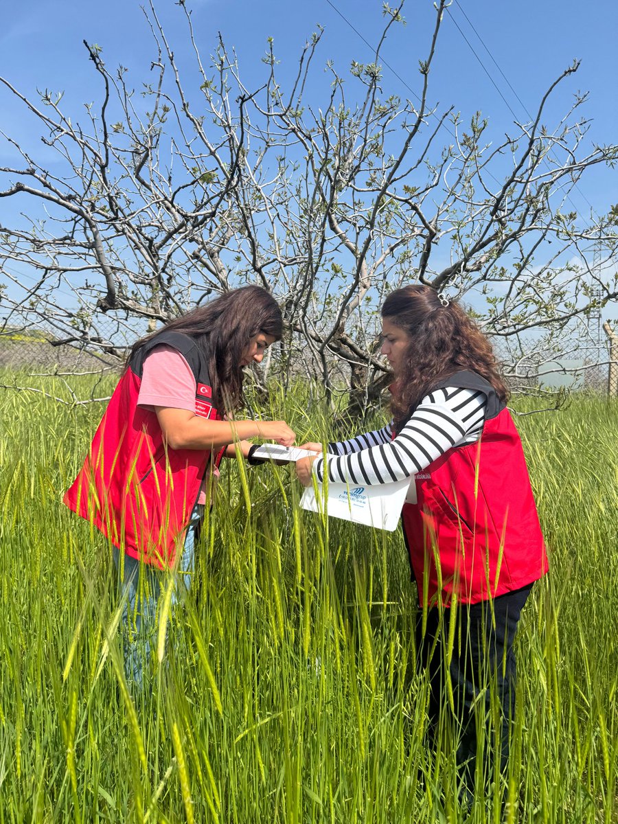 ceylanpinar_tom's tweet photo. 📌🍃🌳ANTEPFISTIĞI DAL GÜVESİ
(Kermania pistacella )ile mücadele kapsamında, TİGEM Beyazkule İşletmesi fıstıklığında kurulan feromon tuzaklarımız, Ceylanpınar İlçe Tarım Müdürlüğümüz Ziraat Mühendisleri ve Teknik Personellerimizin titiz çalışmalarıyla sahaya yerleştirildi. https://t.co/MLrgmSFlOj