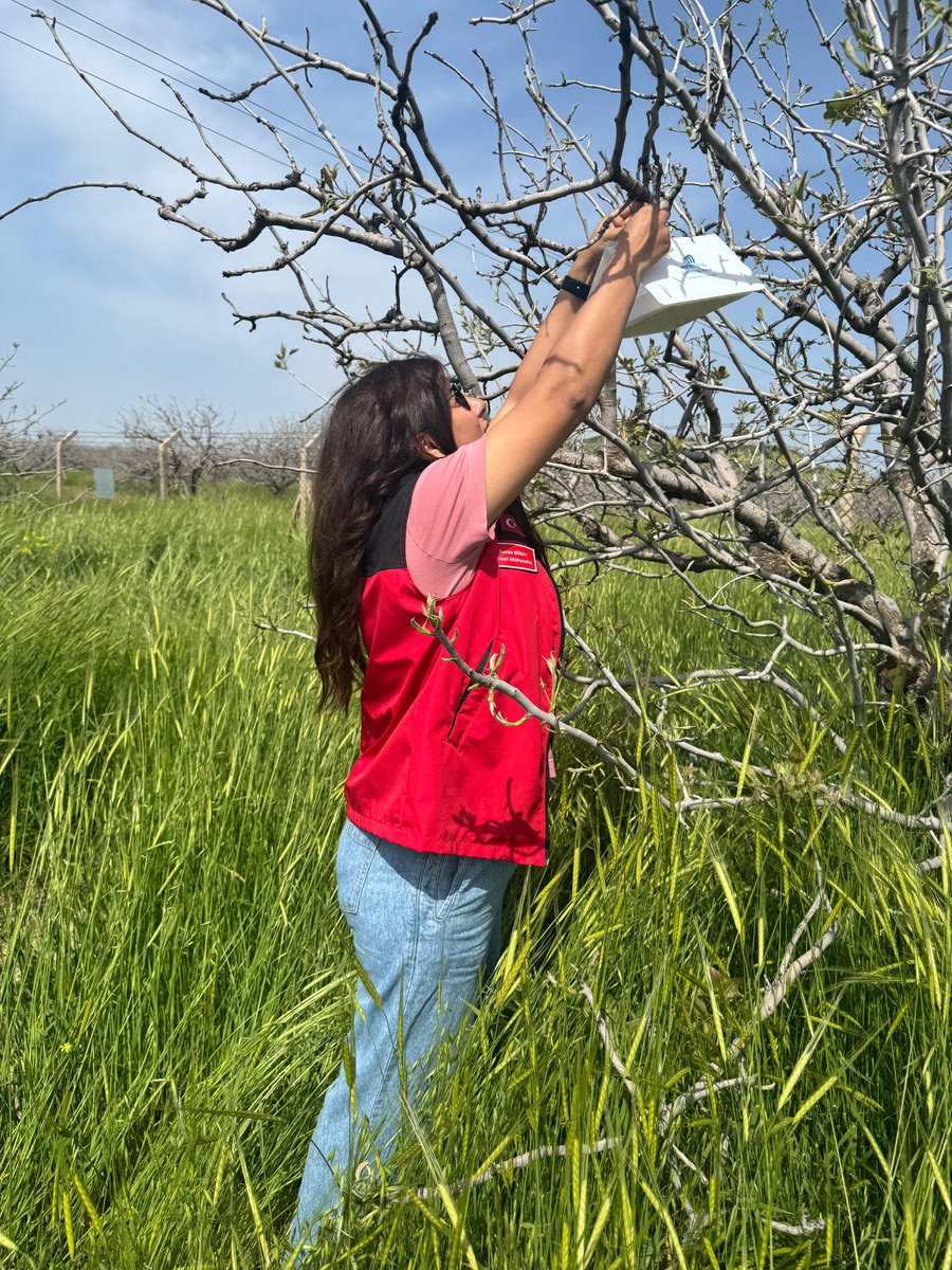 ceylanpinar_tom's tweet photo. 📌🍃🌳ANTEPFISTIĞI DAL GÜVESİ
(Kermania pistacella )ile mücadele kapsamında, TİGEM Beyazkule İşletmesi fıstıklığında kurulan feromon tuzaklarımız, Ceylanpınar İlçe Tarım Müdürlüğümüz Ziraat Mühendisleri ve Teknik Personellerimizin titiz çalışmalarıyla sahaya yerleştirildi. https://t.co/MLrgmSFlOj