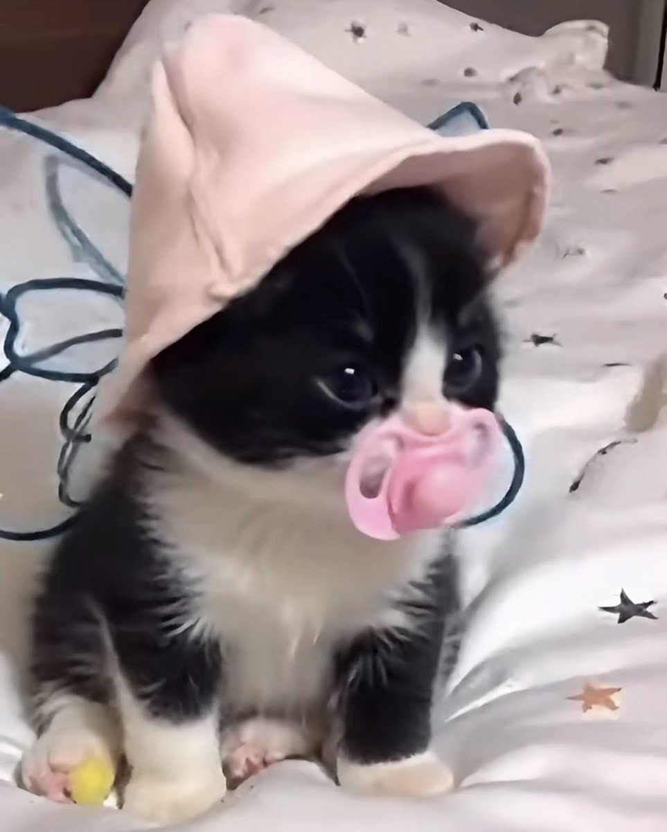 Seal02🦭 tweet media