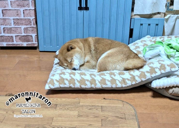 愛犬の寝顔はとても癒されます🥺