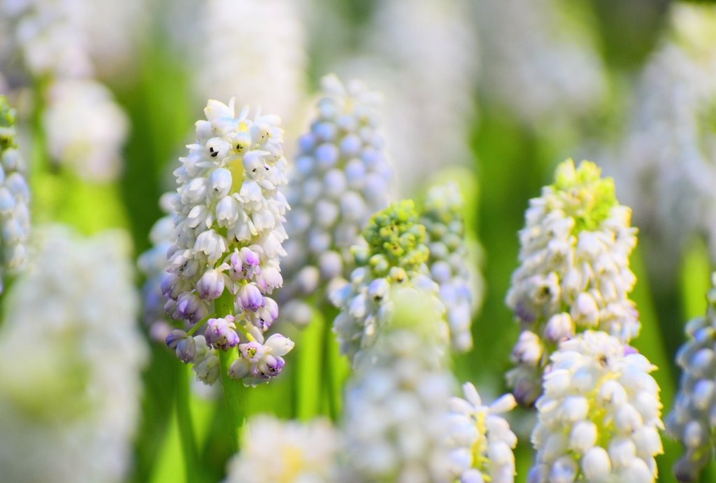 miyomiyomiyo345's tweet image. 「みよアルバム📷」

ムスカリ☆

花言葉『明るい未来』『通じ合う心』　

4/14  昭和記念公園にて…📷

#photography 
#photo 
#写真で伝えたい私の世界