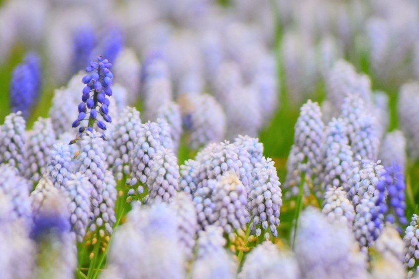 miyomiyomiyo345's tweet image. 「みよアルバム📷」

ムスカリ☆

花言葉『明るい未来』『通じ合う心』　

4/14  昭和記念公園にて…📷

#photography 
#photo 
#写真で伝えたい私の世界