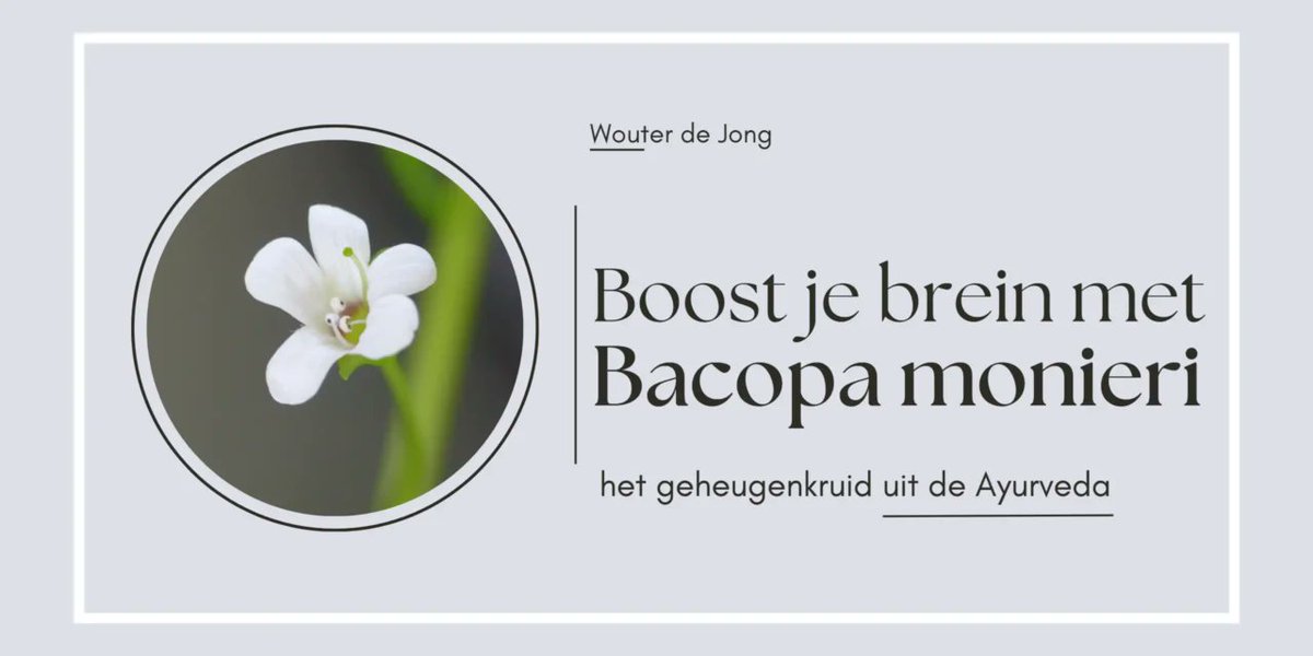 wouterdejong's tweet photo. Bacopa monieri – Ayurvedisch kruid voor een scherp geheugen en focus
https://t.co/fU2v7FJljE

In de zoektocht naar natuurlijke middelen om de cognitieve prestaties te verbeteren, wint het kruid Bacopa monieri – ook wel bekend als Brahmi – steeds meer aan populariteit. https://t.co/07LqTISorW