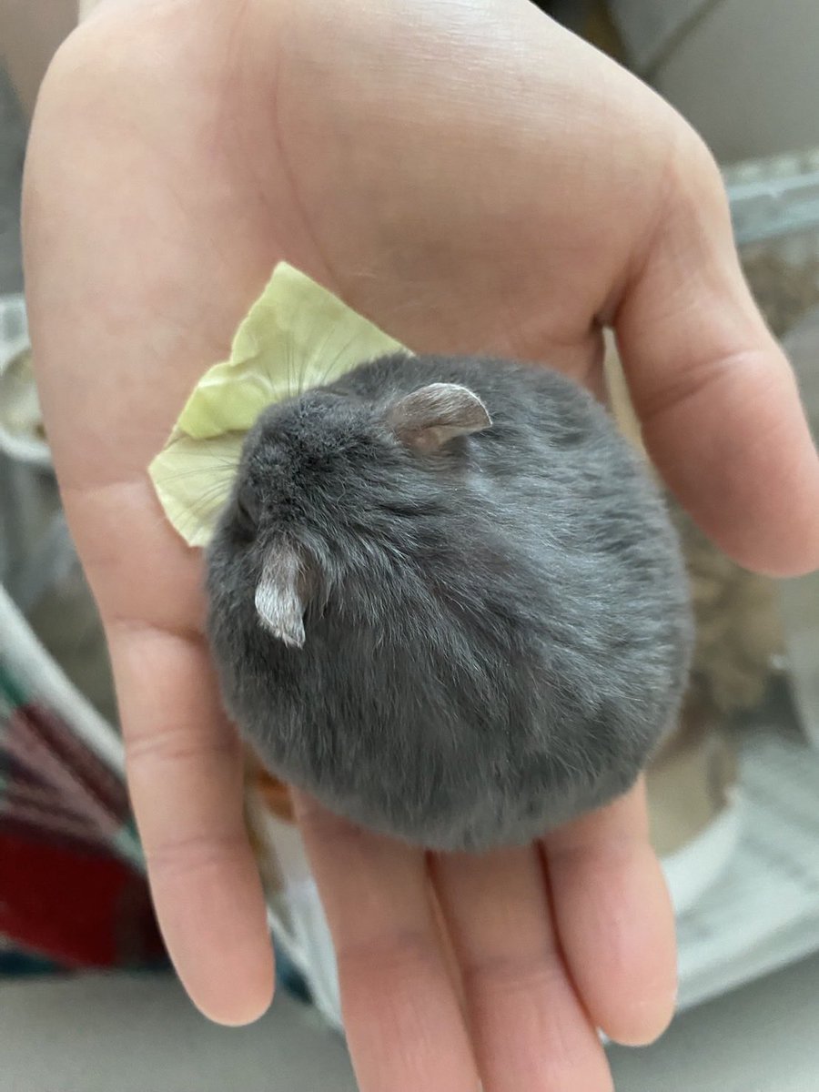 うちのハムスターも韓国の方に「とんかつまんじゅう」とコメント頂いたことがあります