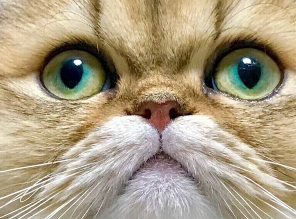 モリ・キリン tweet media