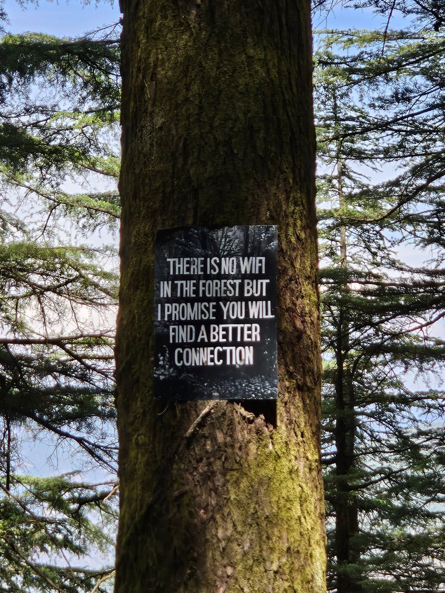 Minniie_Mehra's tweet image. Majestic Deodars #Nature #Mountains