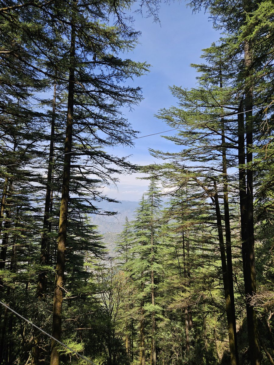 Minniie_Mehra's tweet image. Majestic Deodars #Nature #Mountains