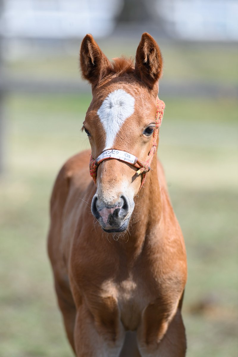 りり🫧🪼 tweet media