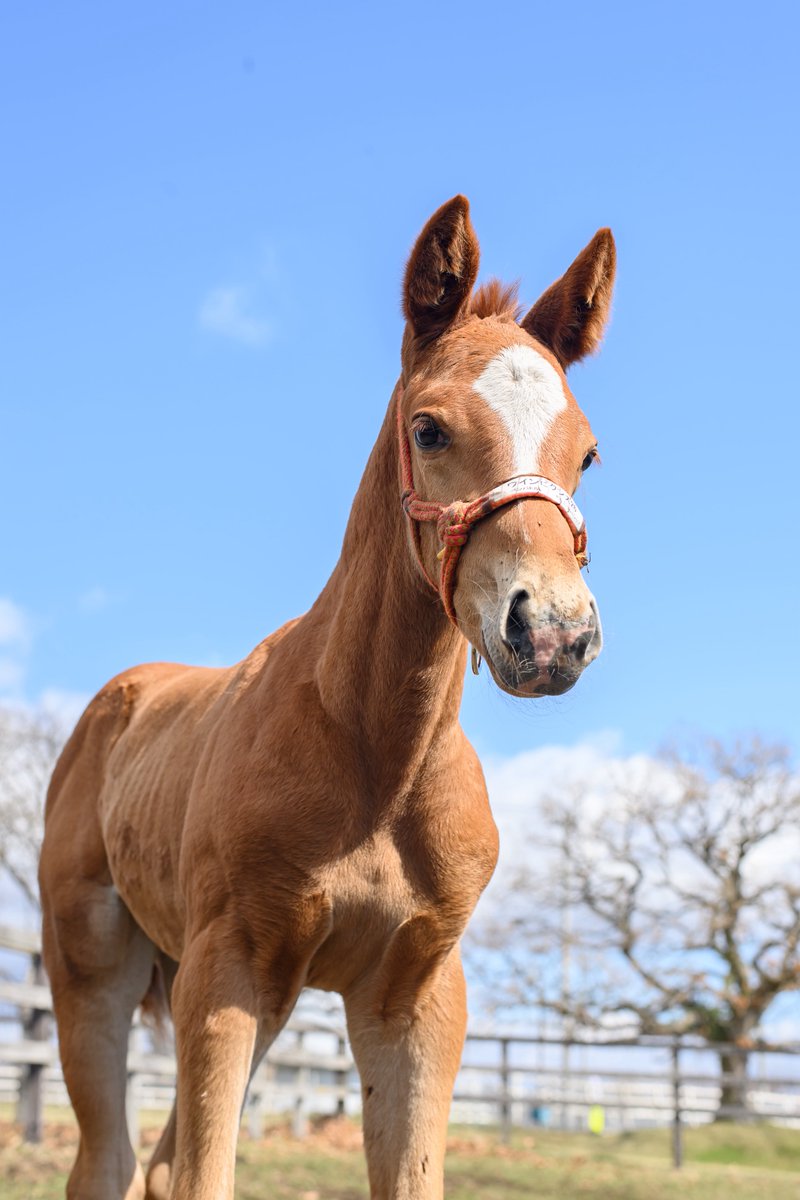 りり🫧🪼 tweet media