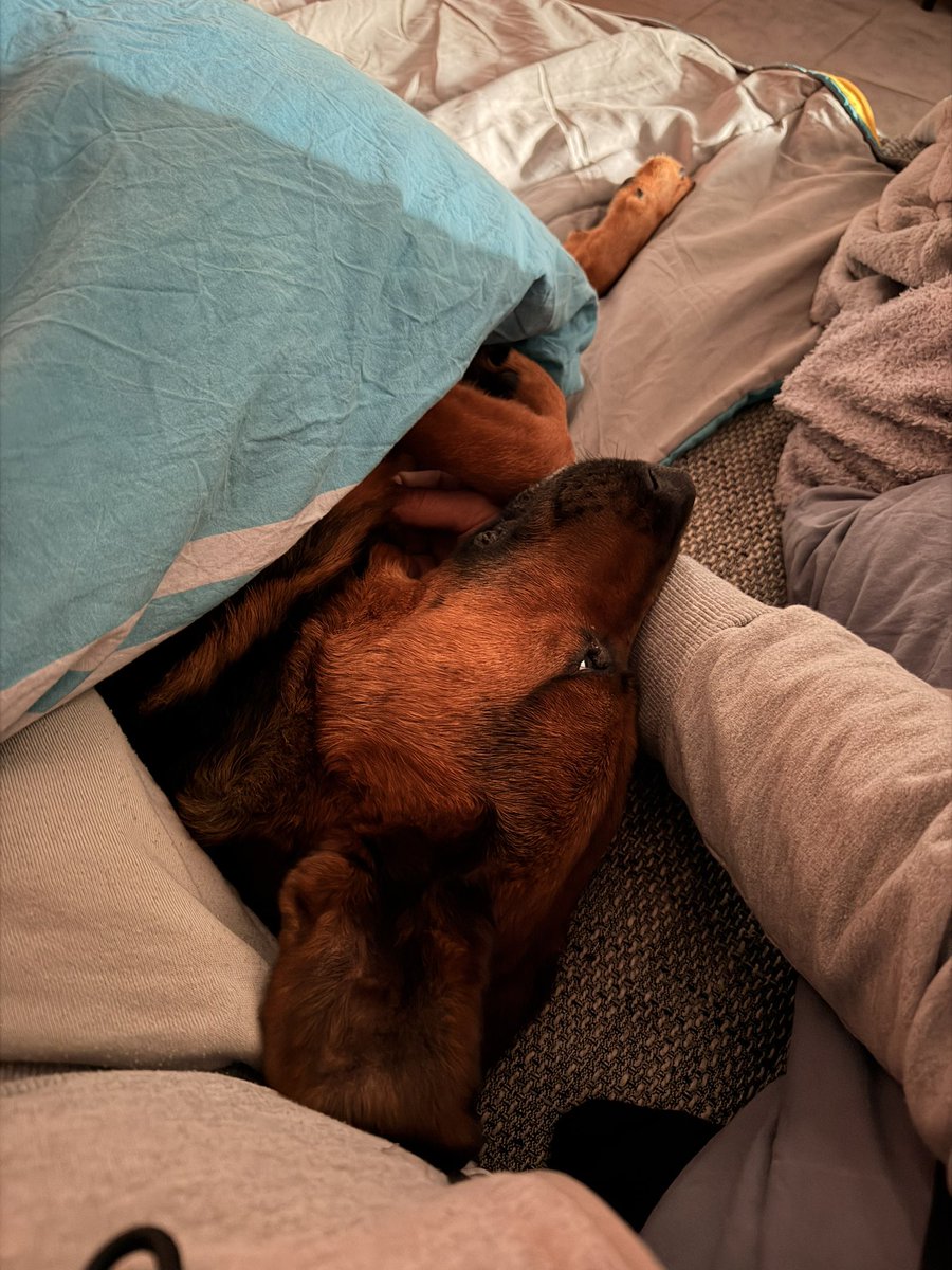 Chris  𝕏 tweet media