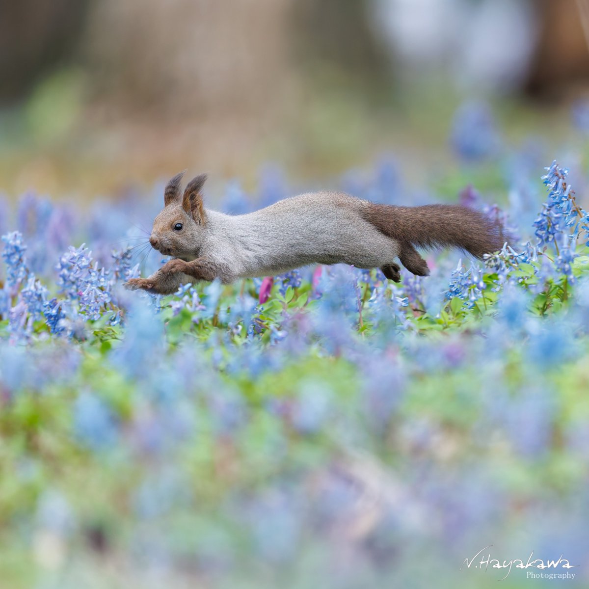 知床ドリーム tweet media