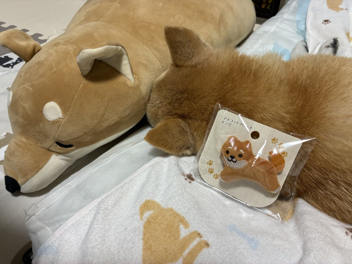 ぱんだこ tweet media