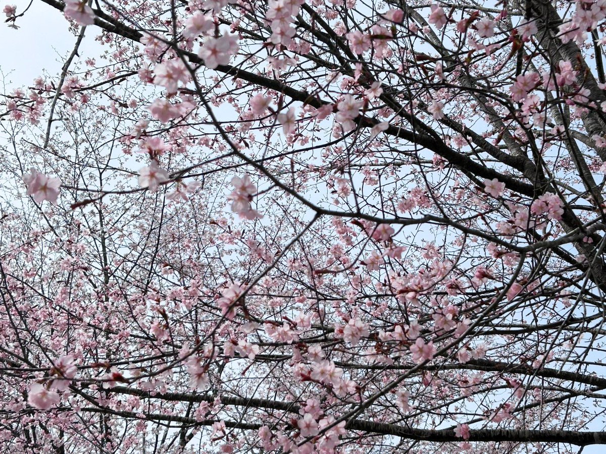 戸隠観光協会 tweet media