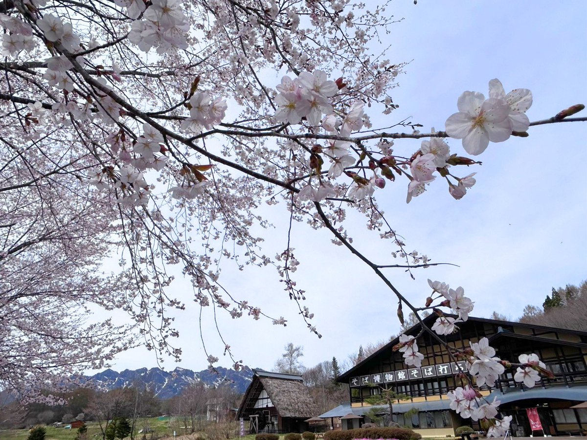 戸隠観光協会 tweet media