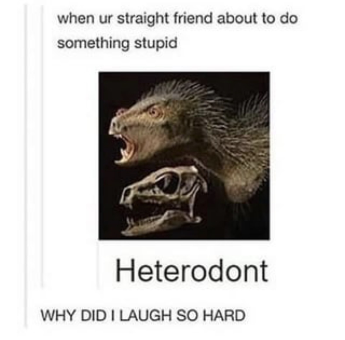 Respectful Memes tweet media