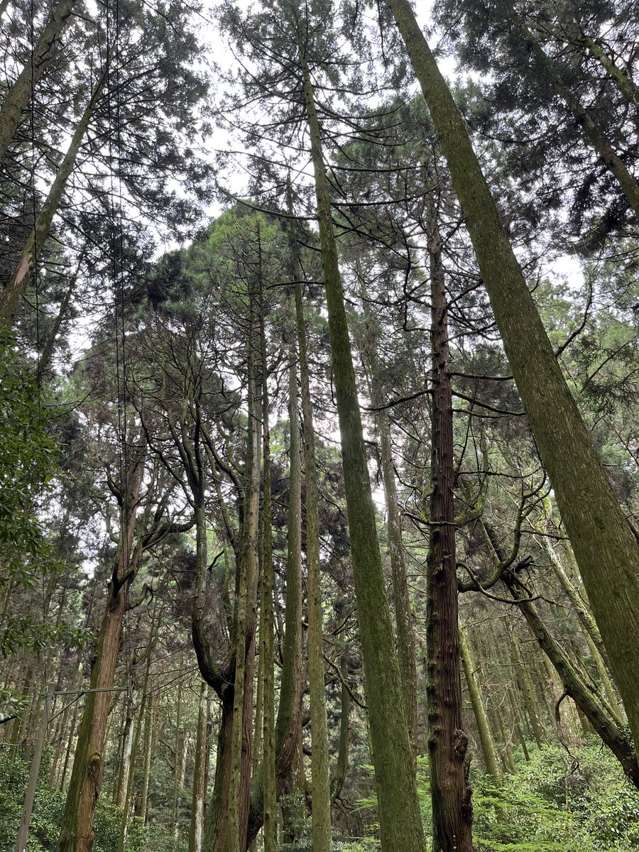 tsumatomo tweet media