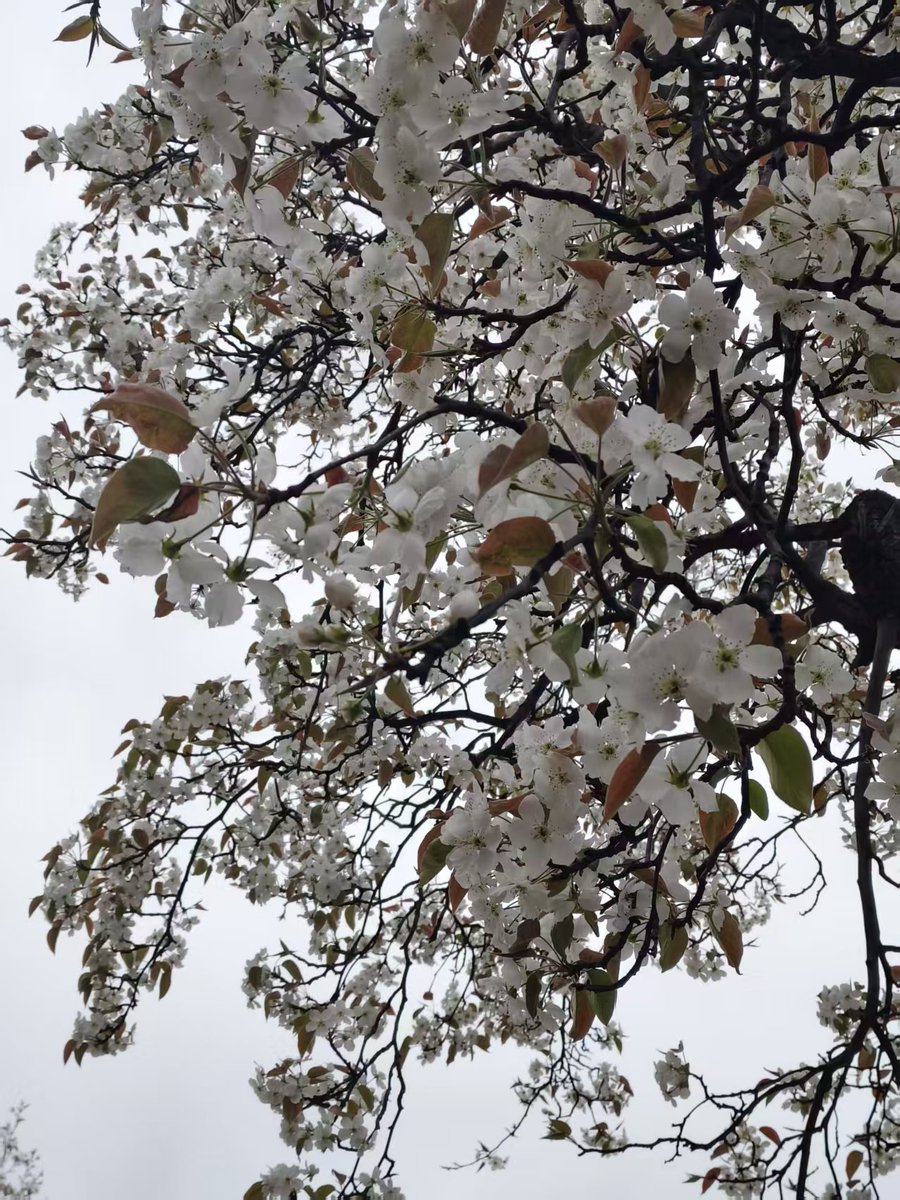 淘淘🕊️ tweet media